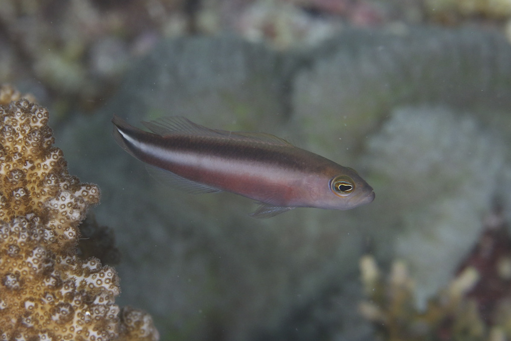 Doublestripe dottyback (Pseudochromis bitaeniatus) — Pseudochromidae