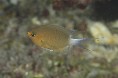 Chromis ovatiformes observed 2025-06-06