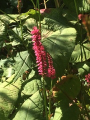 Persicaria