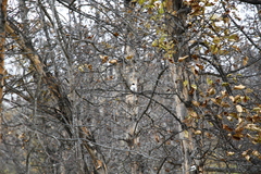 Crataegus chlorosarca