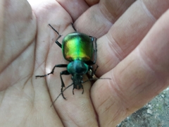 Calosoma sycophanta
