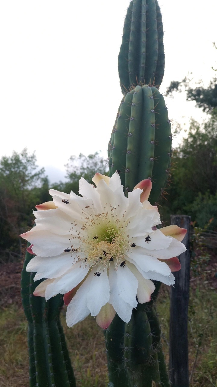 Cereus hildmannianus