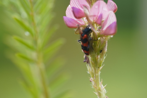 Bee-eating Beetle, 6255 Noorbeek, Netherlands, photo 6 of 10