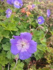 Geranium