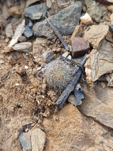 Eriosyce villosa