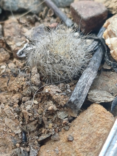 Eriosyce villosa