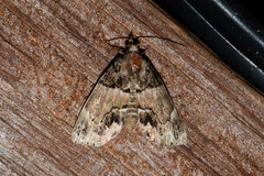 Cutina distincta