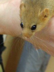 Muscardinus avellanarius