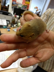 Muscardinus avellanarius