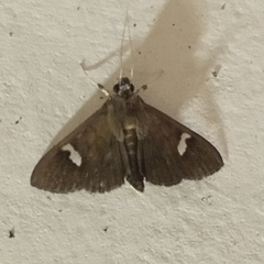 Nosophora