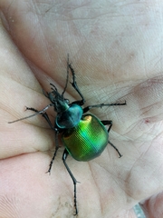 Calosoma sycophanta