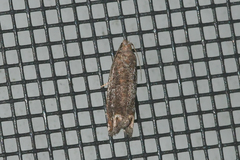 Epiblema abruptana