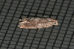 Epiblema abruptana