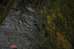 Psolodesmus mandarinus mandarinus