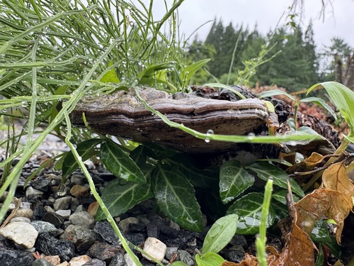 Ganoderma applanatum