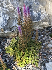 Astilbe japonica