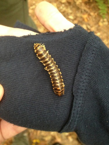Rudiloria trimaculata