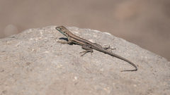 Microlophus quadrivittatus