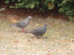 Columba livia domestica