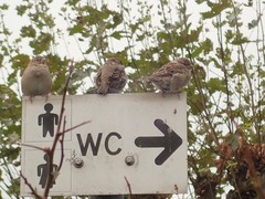 Passer domesticus