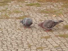 Columba livia domestica