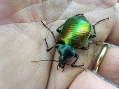 Calosoma sycophanta
