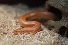Eryx colubrinus loveridgei