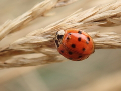 Harmonia axyridis