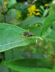 Cryptanura septentrionalis