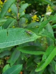 Cryptanura septentrionalis