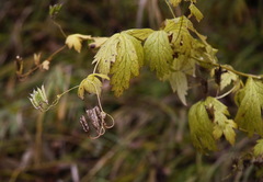 Aconitum fischeri