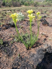 Bulbine capitata