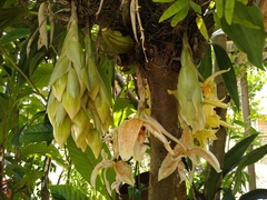 Stanhopea