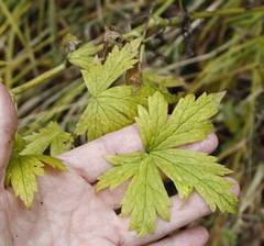 Aconitum fischeri