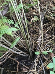 Athyrium