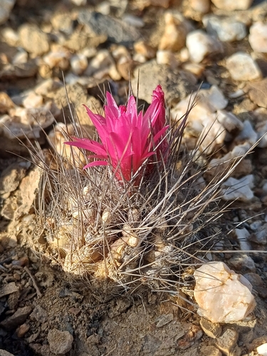 Eriosyce villosa