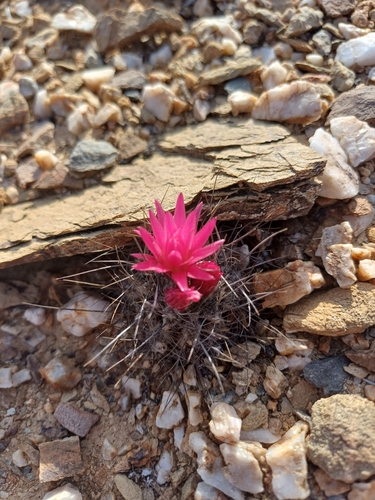 Eriosyce villosa