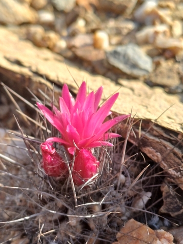 Eriosyce villosa