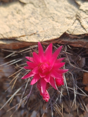 Eriosyce villosa