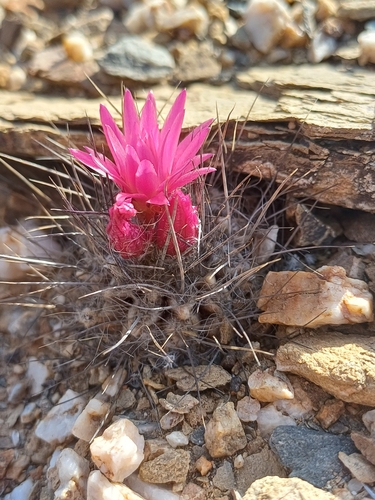 Eriosyce villosa
