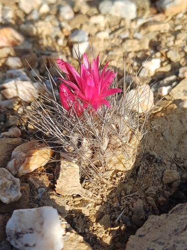 Eriosyce villosa