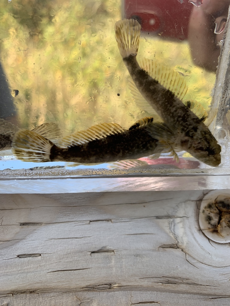 Paiute Sculpin from Bannock County, US-ID, US on September 19, 2019 at ...