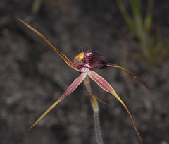 Caladenia decora