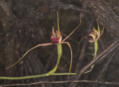 Caladenia decora