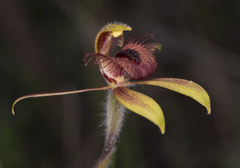 Caladenia discoidea