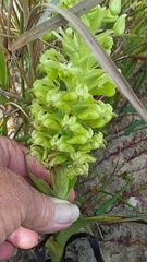 Pterygodium inversum