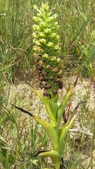 Pterygodium inversum