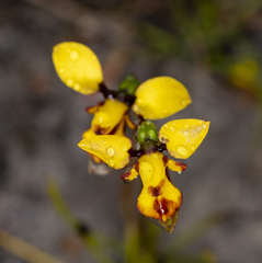 Diuris decrementa