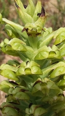 Pterygodium inversum