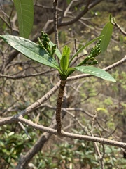 Tabernaemontana elegans